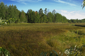 Image showing woodland scenery.