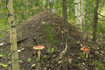 Image showing Anthill in forest .