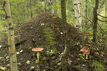 Image showing Anthill in forest .