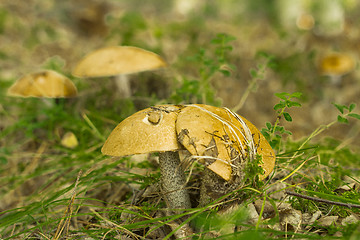 Image showing mushrooms aspen.