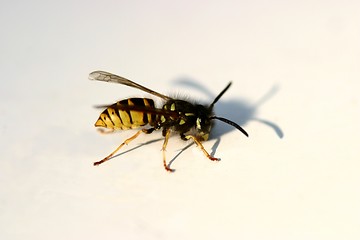 Image showing wasp