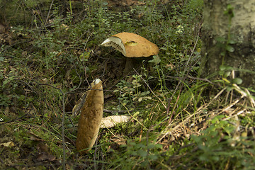 Image showing mushrooms aspen.