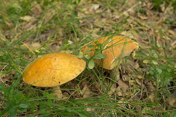 Image showing mushrooms aspen.