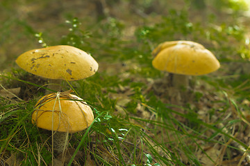 Image showing mushrooms aspen.