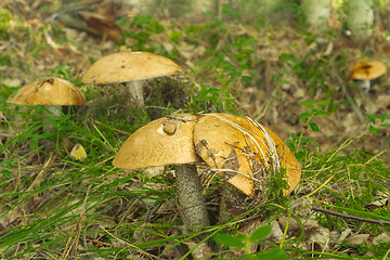 Image showing mushrooms aspen.