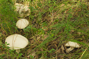 Image showing mushrooms aspen.