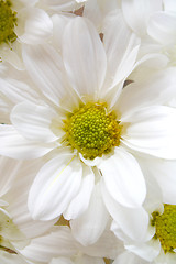 Image showing Flower-Macro