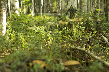 Image showing mushrooms aspen.