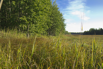 Image showing woodland scenery.