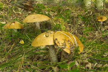 Image showing mushrooms aspen.