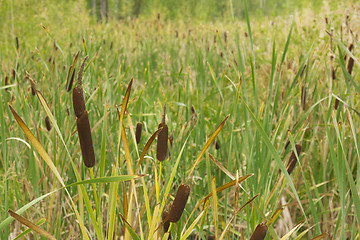 Image showing Reeds and grass .