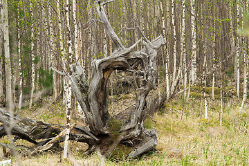 Image showing broken tree