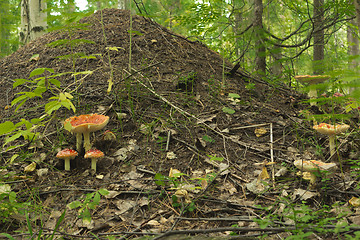 Image showing Anthill in forest .