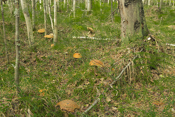 Image showing mushrooms aspen.