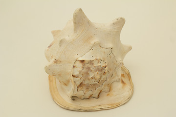 Image showing sea shell.