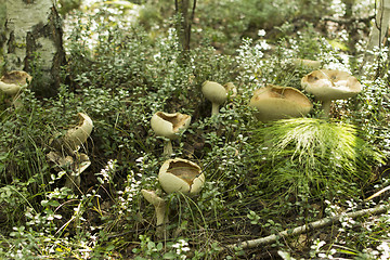Image showing mushrooms aspen.