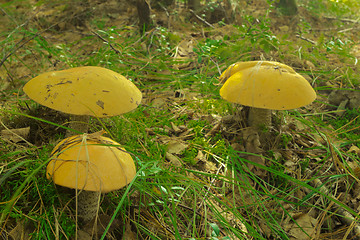 Image showing mushrooms aspen.