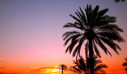 Image showing Arabian sunset 2