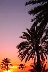 Image showing Arabian sunset vertical