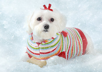 Image showing Puppy dog lying in icy snow