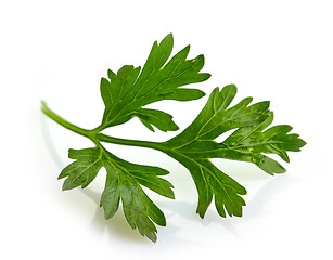 Image showing Green parsley leave on a white background