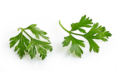 Image showing Green parsley leaves on a white background