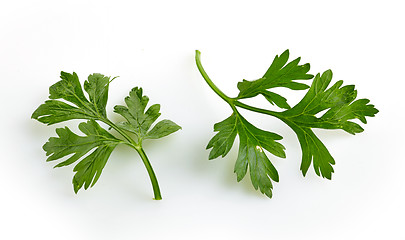 Image showing Green parsley leaves on a white background