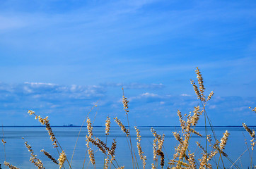 Image showing Grass straws