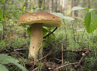 Image showing Mushroom boletus (L. Boletus edulis)