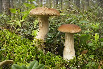 Image showing Mushroom boletus (L. Boletus edulis)