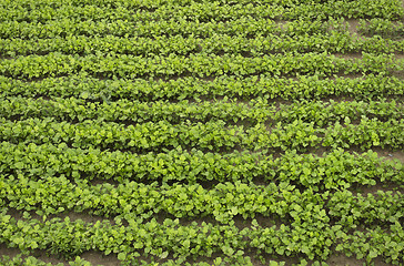 Image showing Crops of mustard as a green manure an field