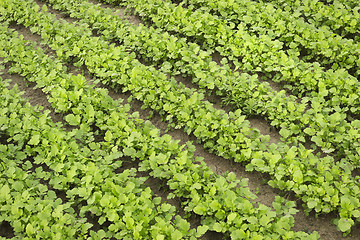 Image showing Mustard as a green manure in summer