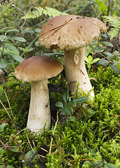 Image showing Mushroom boletus (L. Boletus edulis)