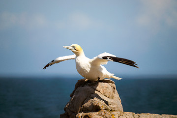 Image showing Northern Gannet