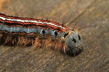 Image showing Caterpillar