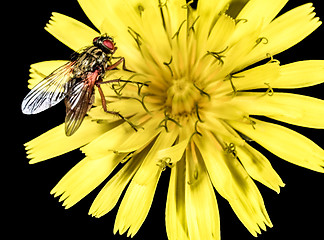 Image showing Fly