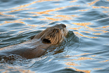 Image showing  North American beaver 