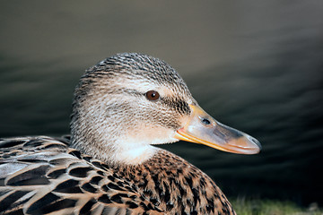 Image showing Mallard