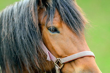 Image showing Portrait of a horse