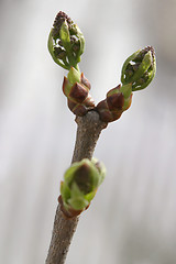 Image showing Lilac Flower Birth