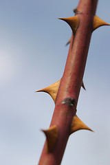 Image showing Rose Thorns