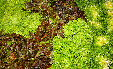 Image showing Various salads