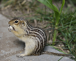 Image showing Thirteen-Lined Ground Squirrel