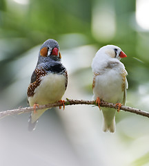 Image showing Zebra Finch Birds