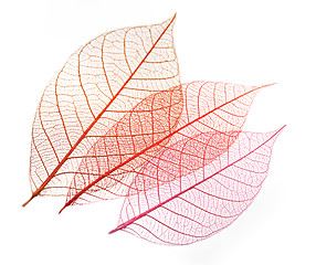 Image showing Transparent Skeleton Leaves