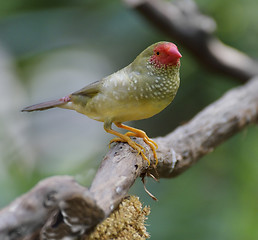 Image showing Star Finch