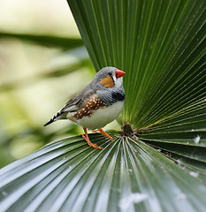 Image showing Zebra Finch 