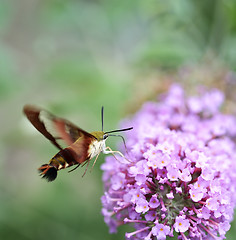 Image showing Hummingbird Moth 