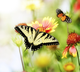 Image showing Butterflies On The Flowers