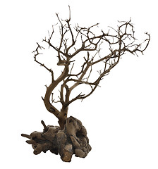 Image showing Dried Tree With Roots